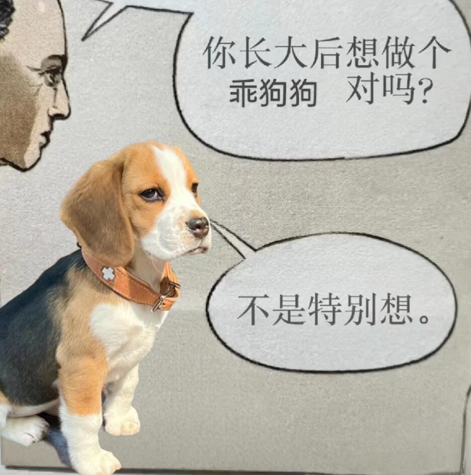最适合比格犬的模板出现了！​​​