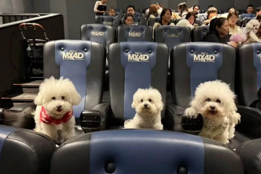 【《疯狂动物城2》打破多项票房纪录：这部动画电影的票房已突破10亿美元。】这是美