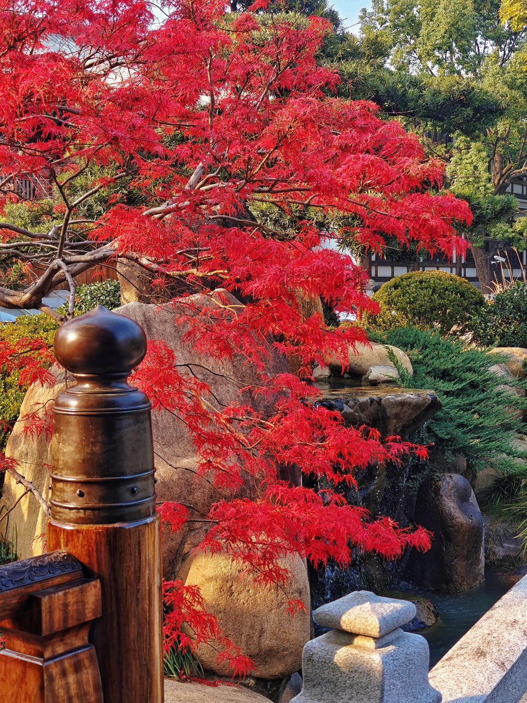 宝山寺红枫尚在，来打卡魔都胜景祇园秋色