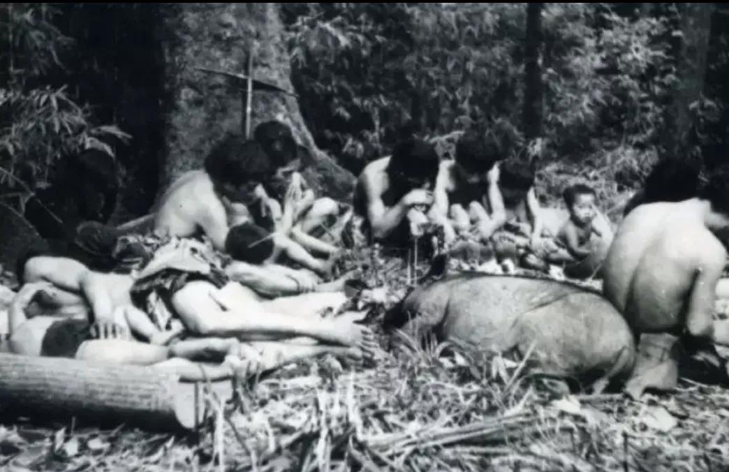 1956年，解放军在云南原始森林深处，发现一群衣不蔽体，蓬头垢面的男男女女。