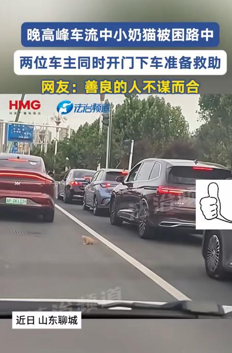 没想到火上央视新闻了！近日山东聊城，一只小奶猫在晚高峰时段误入车流，被困马路中央