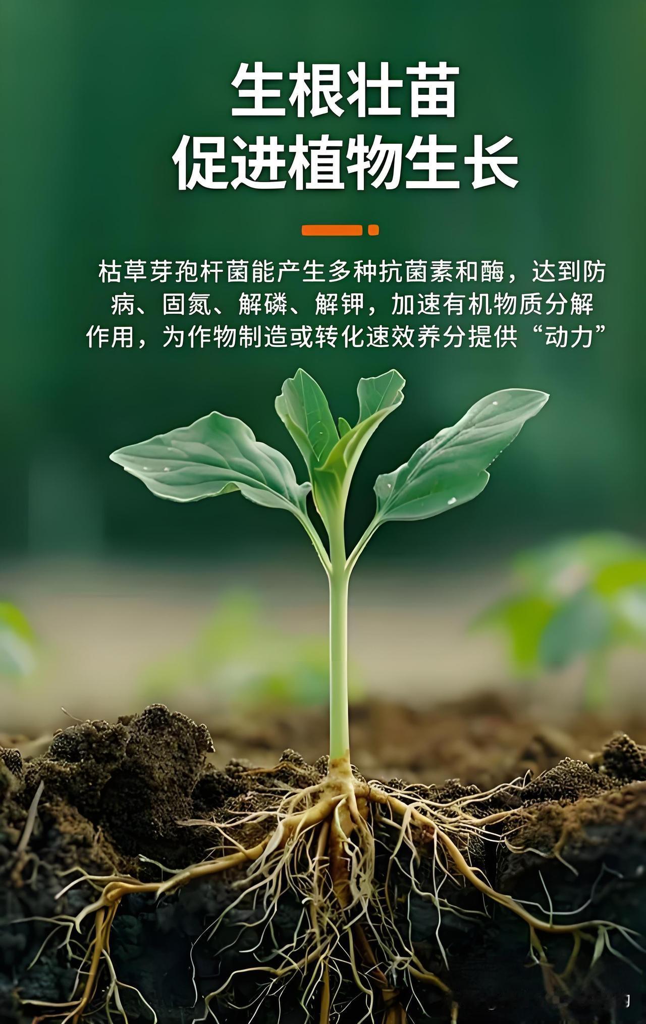 番茄开花结果期，不用农药也能防病害的小技巧天气一热，番茄病害就容易找上门。