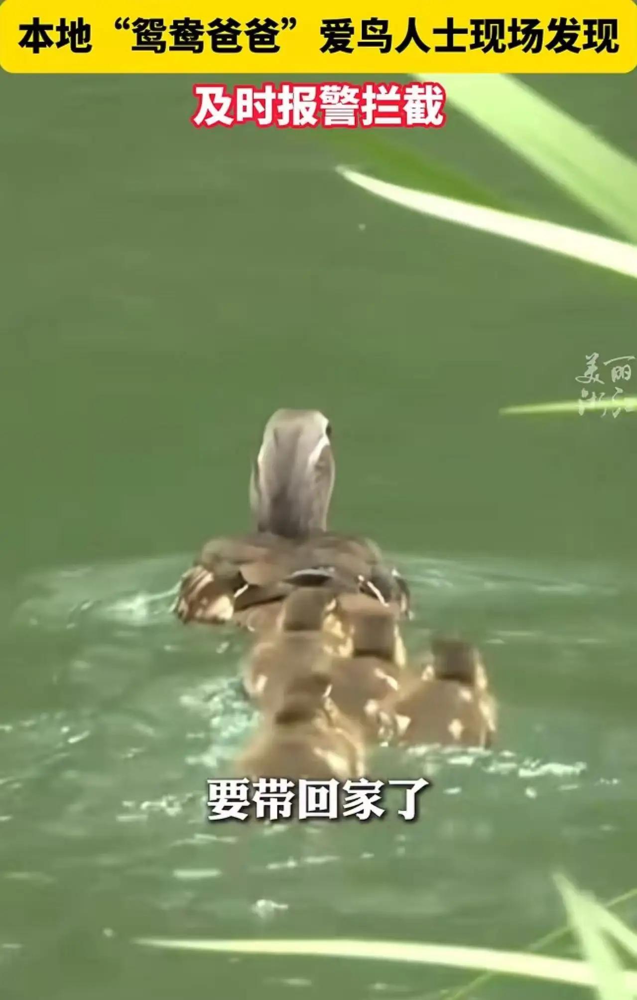 这两天杭州太子湾出了个离谱事，有个女游客居然抓了只小鸳鸯塞袋子里，打算偷偷带回家