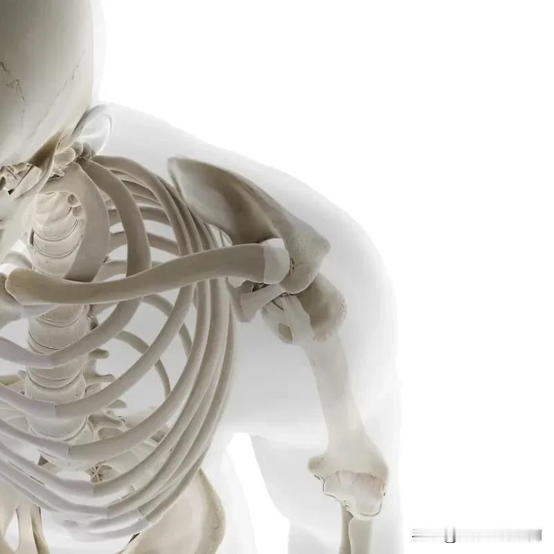 老人跌倒后基本容易离世,原因还挺多。上了年纪,骨质密度下降,骨质疏松很常见,骨