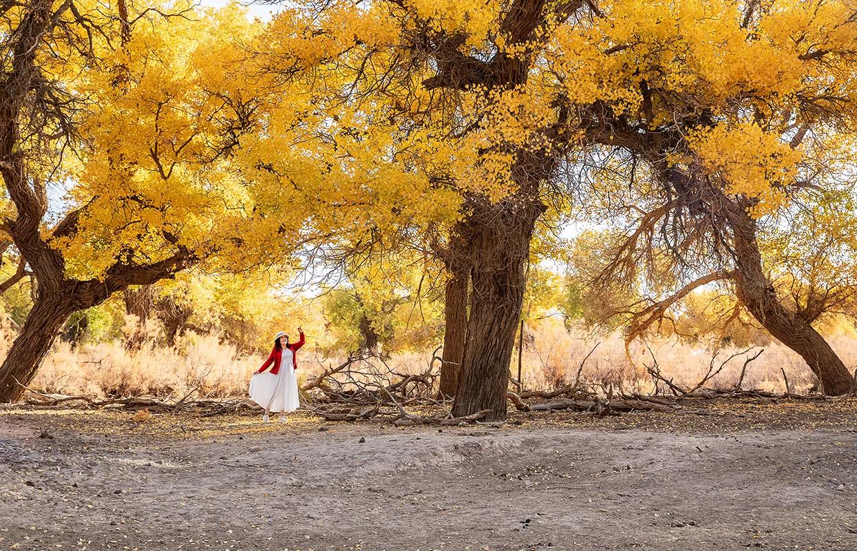 我在内蒙古额济纳胡杨林景区四道桥英雄林拍摄的胡杨林，太美了！美得像油画！