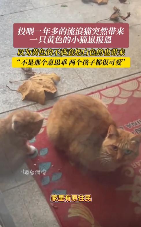 万物皆有灵性！河北，女子投喂一年多的流浪猫，突然一天给她带来了一只黄色的小猫崽以