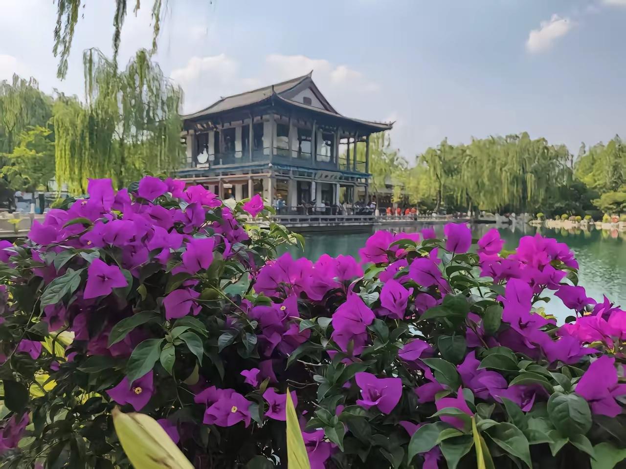 济南五龙潭公园的季节更替，就像一场花的接力赛。春花退场，蔷薇却依旧温柔地坚守，让