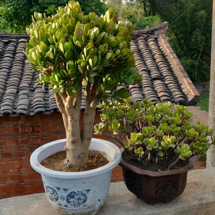 玉树养植的致命陷阱？新手必看的避坑指南