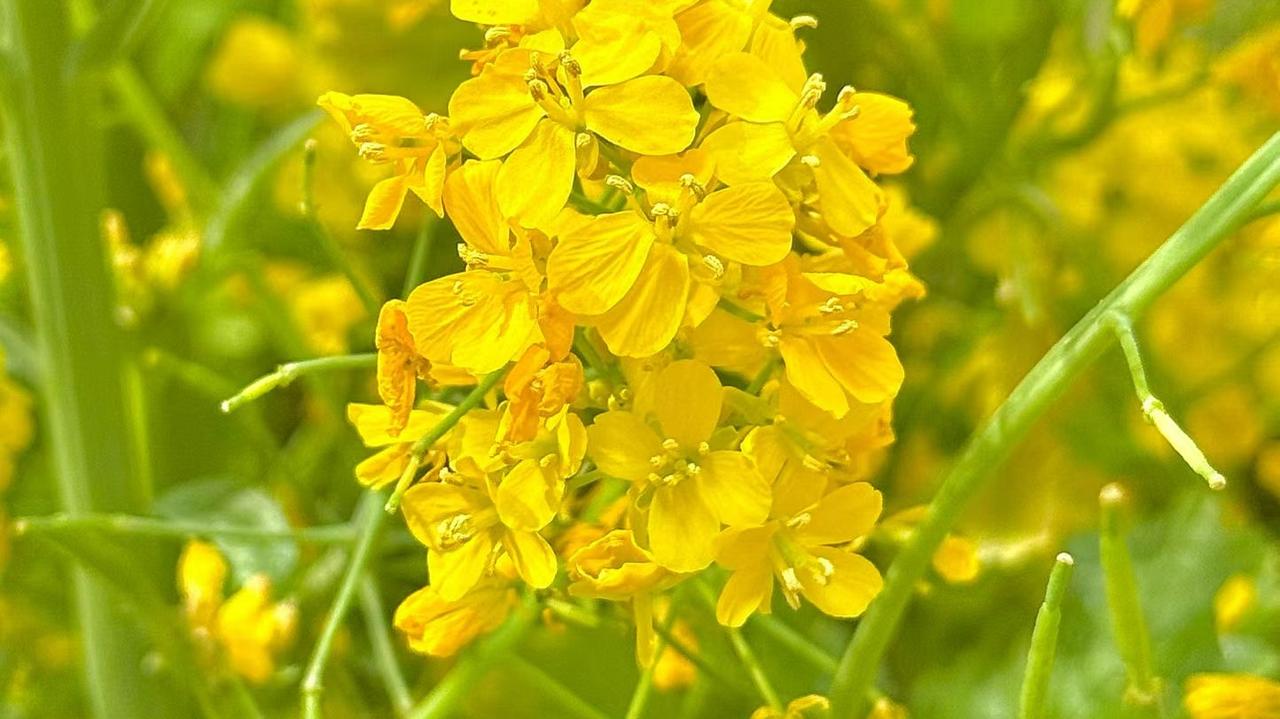 我有个堂哥，今年39岁了，一直在广东打工，也没有成家，堂哥父母不在了，家里老房子