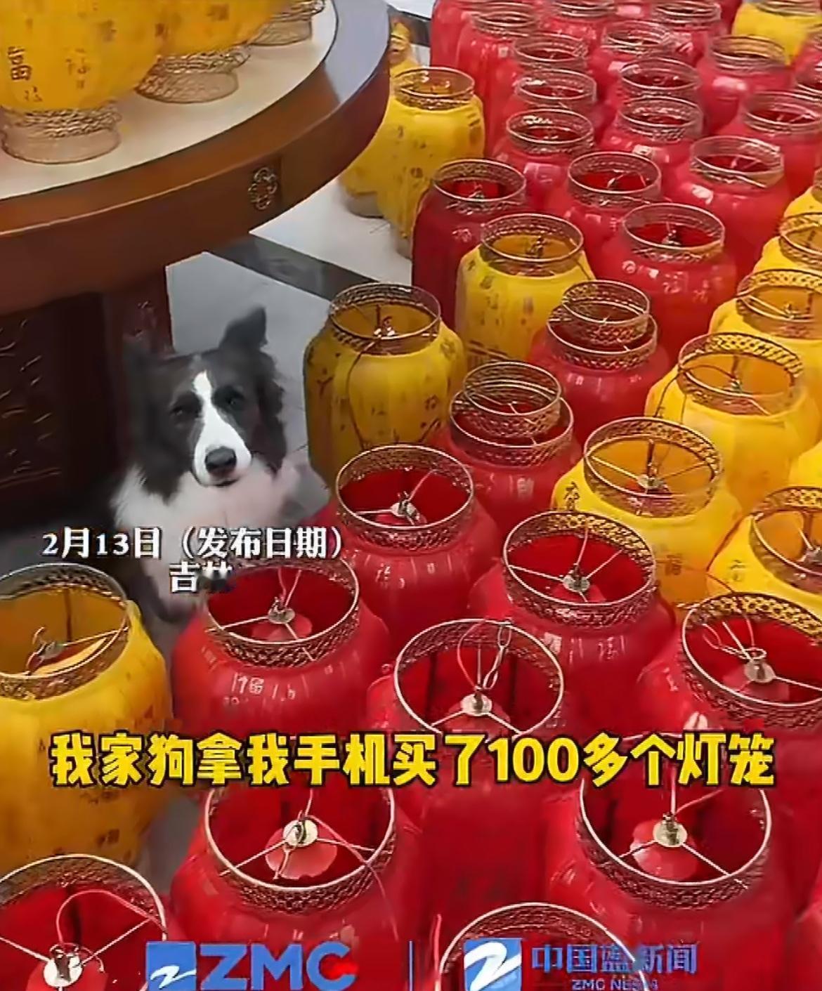 以前：手机不能让孩子玩现在：手机不能让狗子玩一吉林女子在网上挑选灯笼时，觉