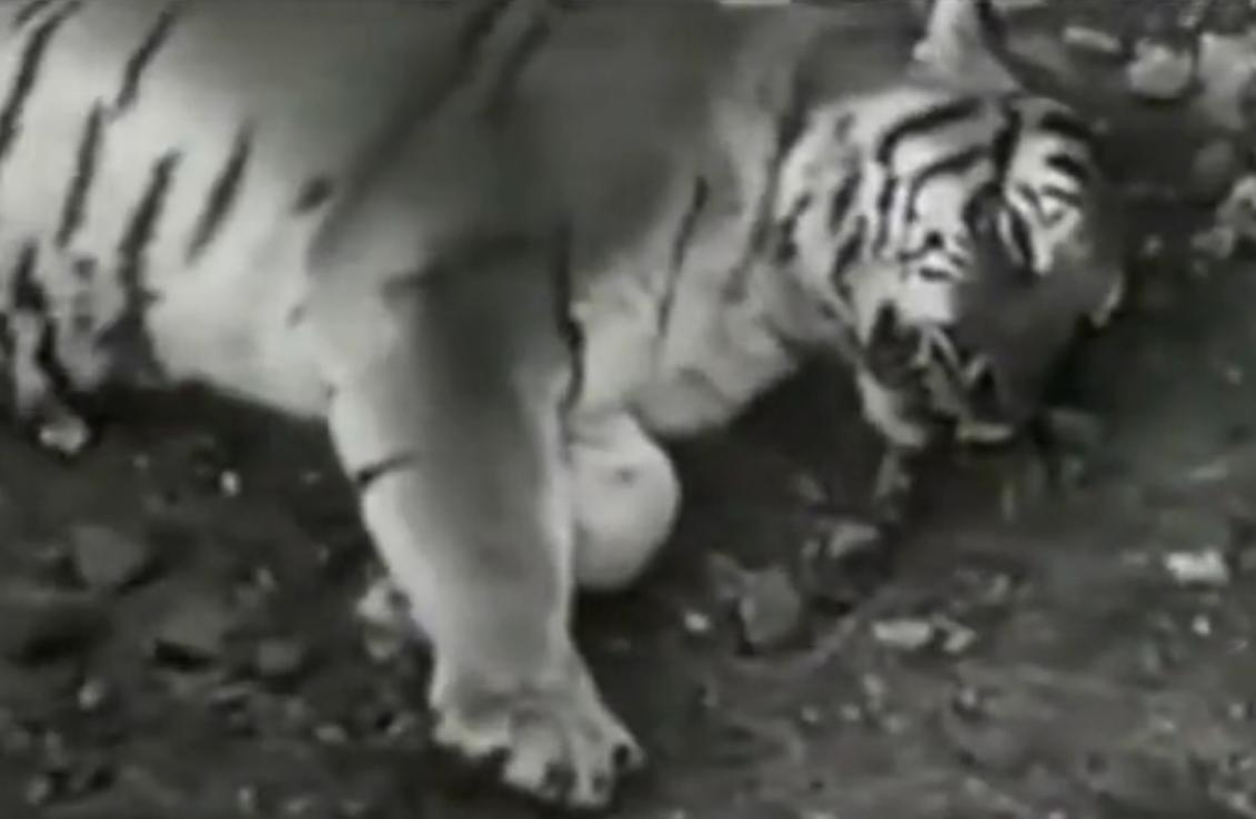 1946年，英国人为了证明狮子才是万兽之王，将一头老虎和一头狮子，关到地