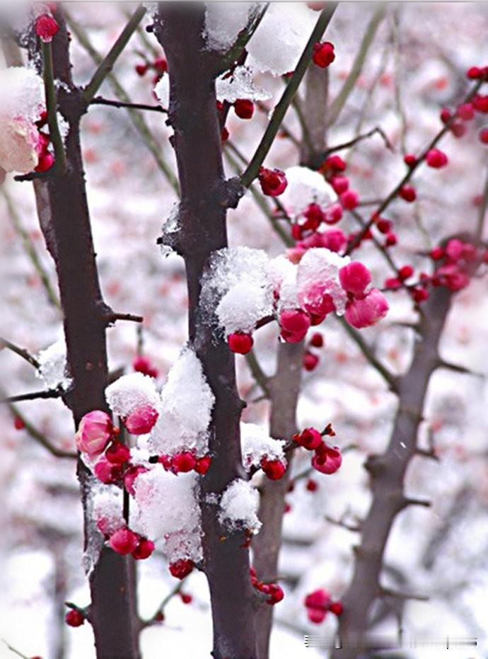 岁月从不亏待坚韧的灵魂，就像老树历经风霜，依旧风骨不改；寒梅傲立冰雪，自有气节长