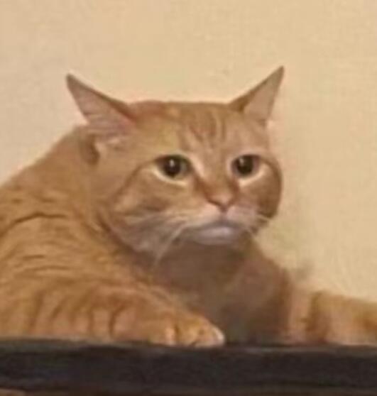 黄色小猫表情包