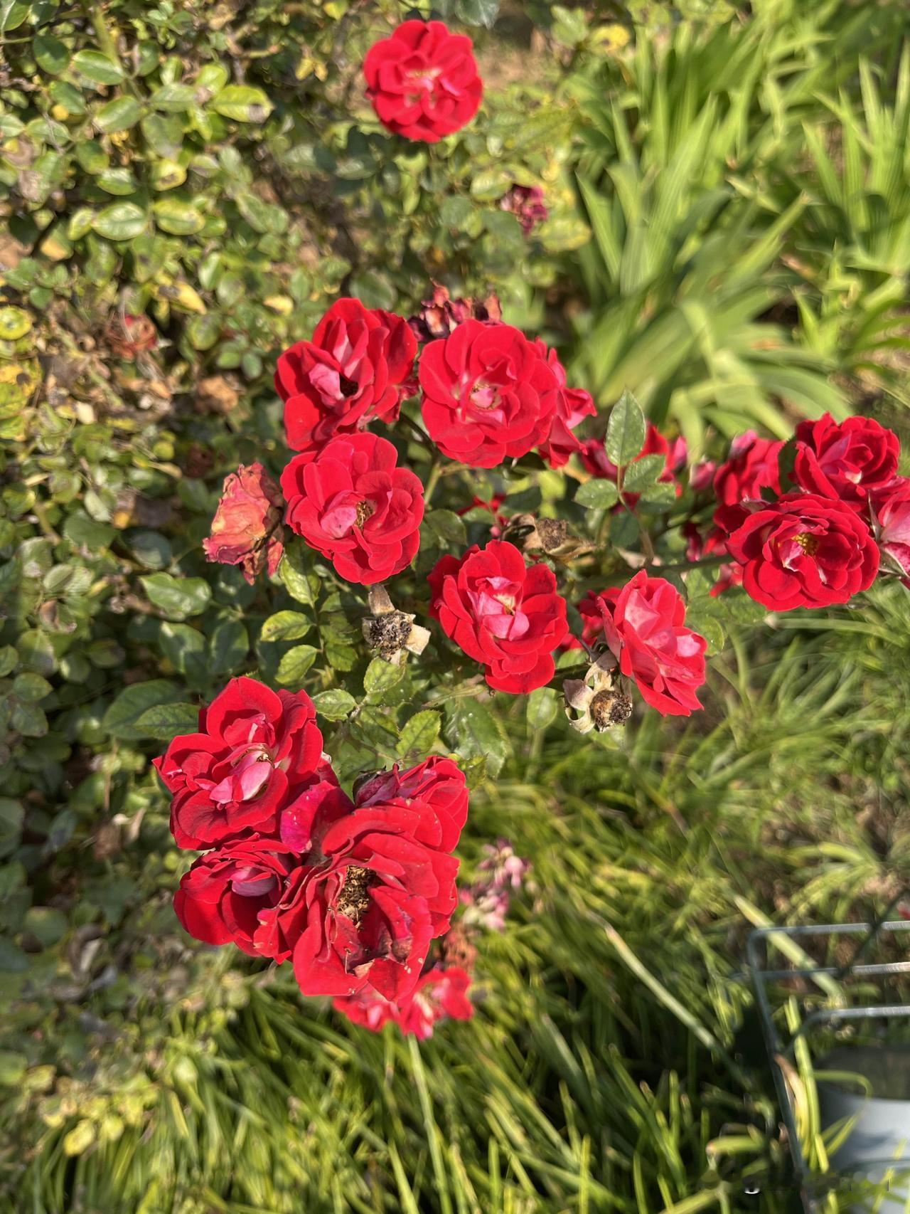 年轻时手机喜欢用安卓，电脑喜欢用Windows，主打一个开放和随意折腾。在成