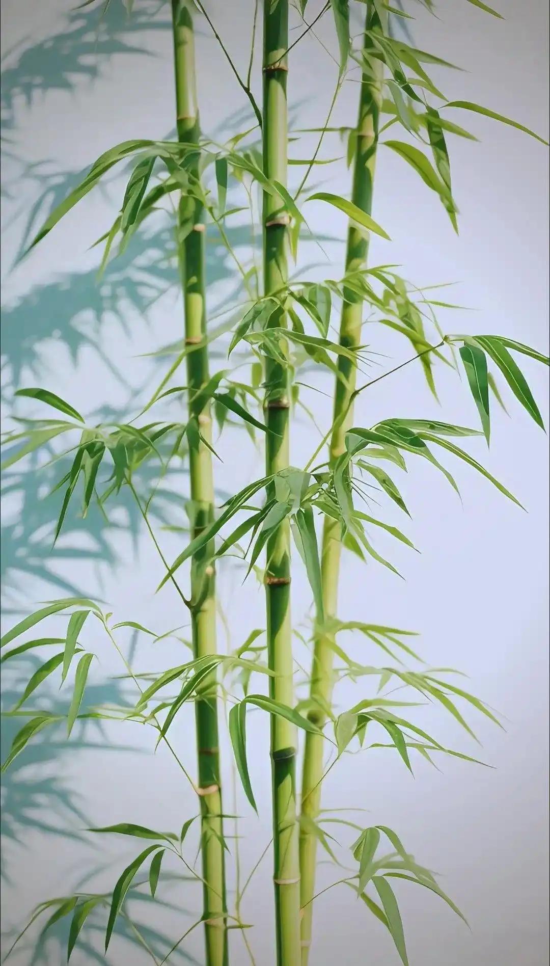 为何美国禁止种竹子，中国反而大量种植？开玩笑的说，因为美国没大熊猫，不需要竹