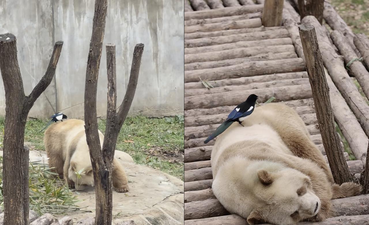 近日，位于陕西西安的秦岭四宝科学公园再现有趣一幕：国宝大熊猫“七仔”成了喜鹊眼中