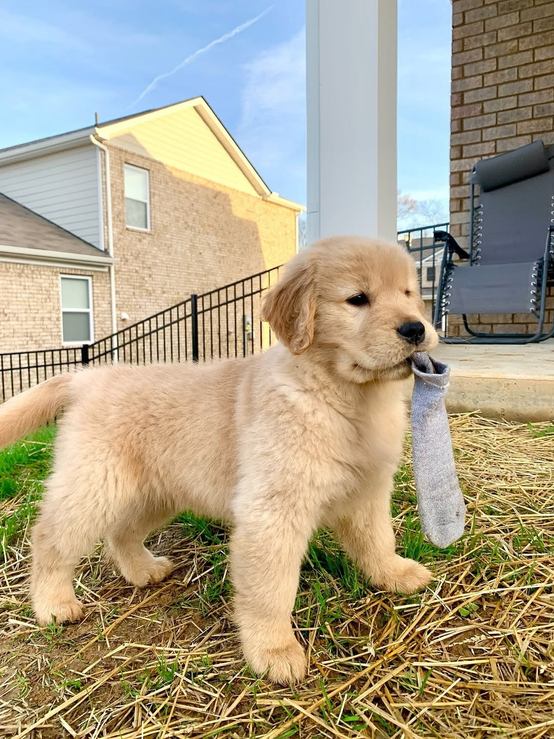 我今天什么也没咬坏！