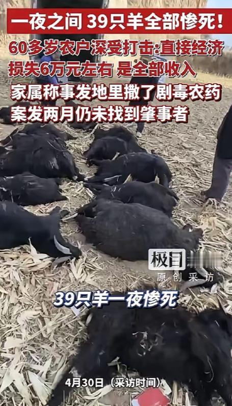 损失谁来赔！山西霍州！一对老夫妻养了39只羊，把羊群赶到别人承包的地里吃玉米，结