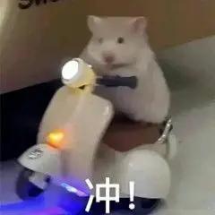 排球2026-2027赛季女排球员海外留洋名单朱婷科内利亚诺（意大利A1联