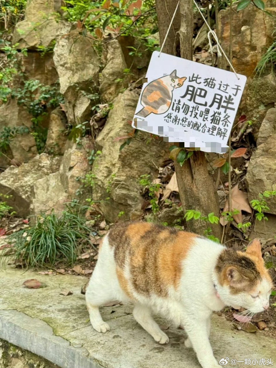 猫咪吃瓜吃到自己头上