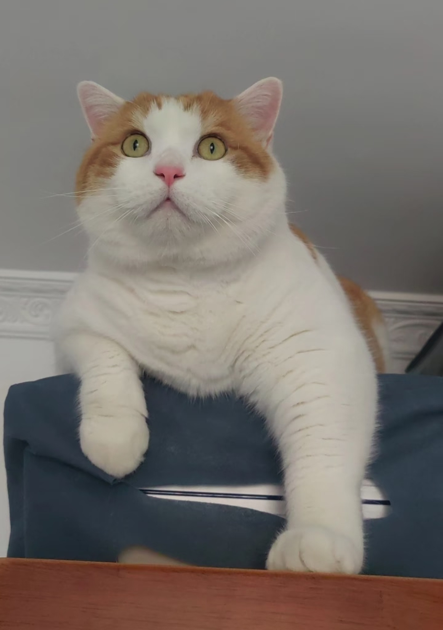 妈妈攒了185根猫胡子