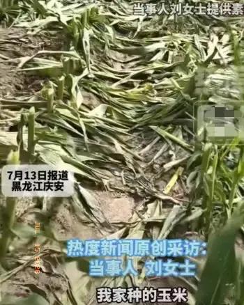 黑龙江一位姓刘的农户，7月13号早上扛着锄头往地里走，想看看玉米抽穗情况。到了地