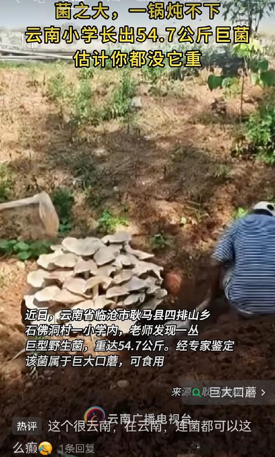 🍄云南不愧是“野生菌王国”，总能给人惊喜。临沧耿马县一所小学操场上，竟长出个5