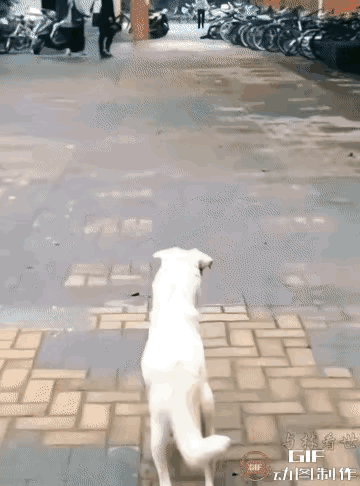 泪目了，一位阿姨经常投喂一只流浪狗，后来这只流浪狗怀孕生了一只小奶狗，这天阿姨像