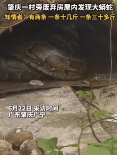 “腿都吓软了！”近日，广东肇庆，女子出门闲逛，发现一废弃屋内有动静，她以为是野猫