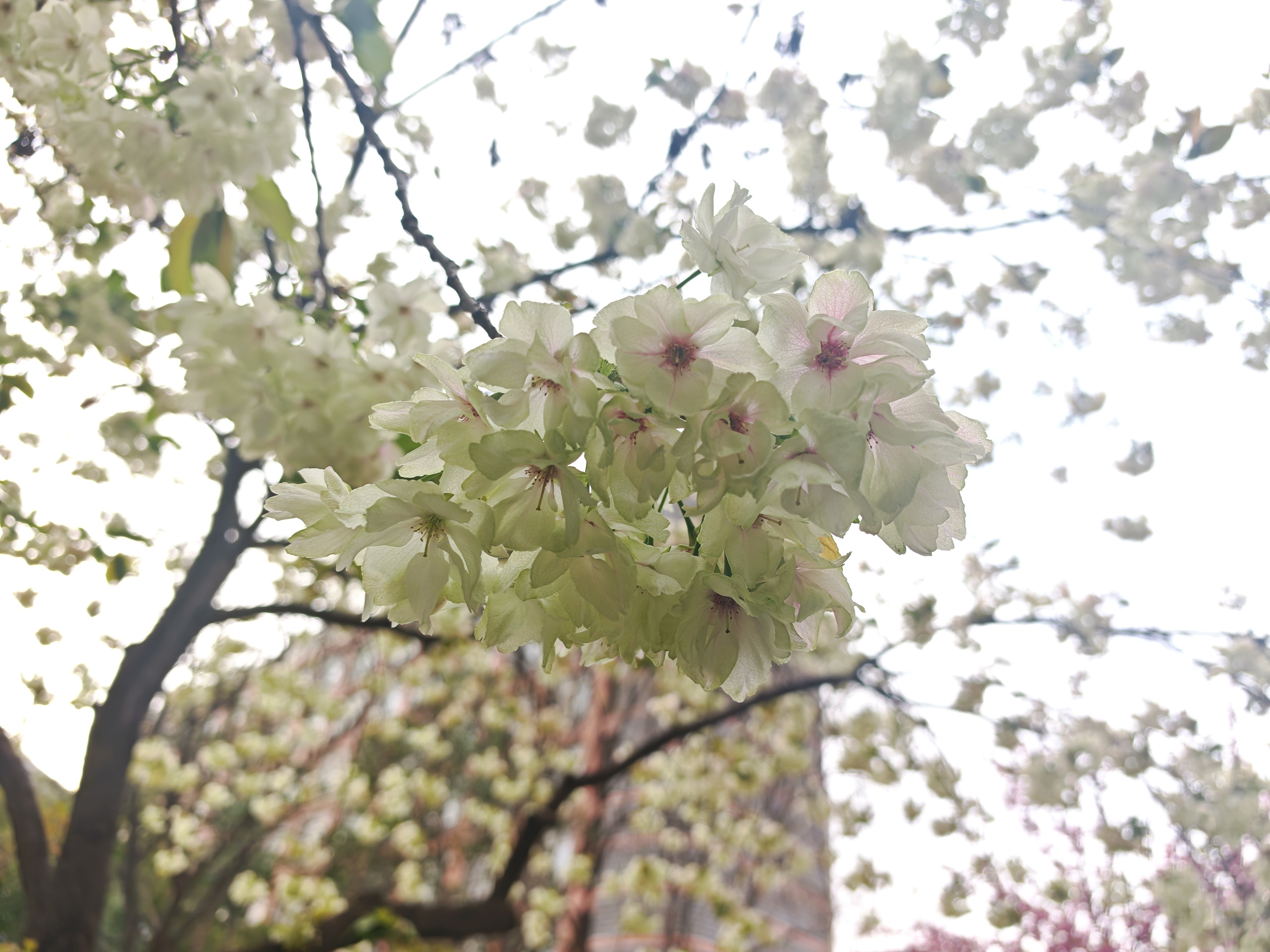 樱花烂漫几多时