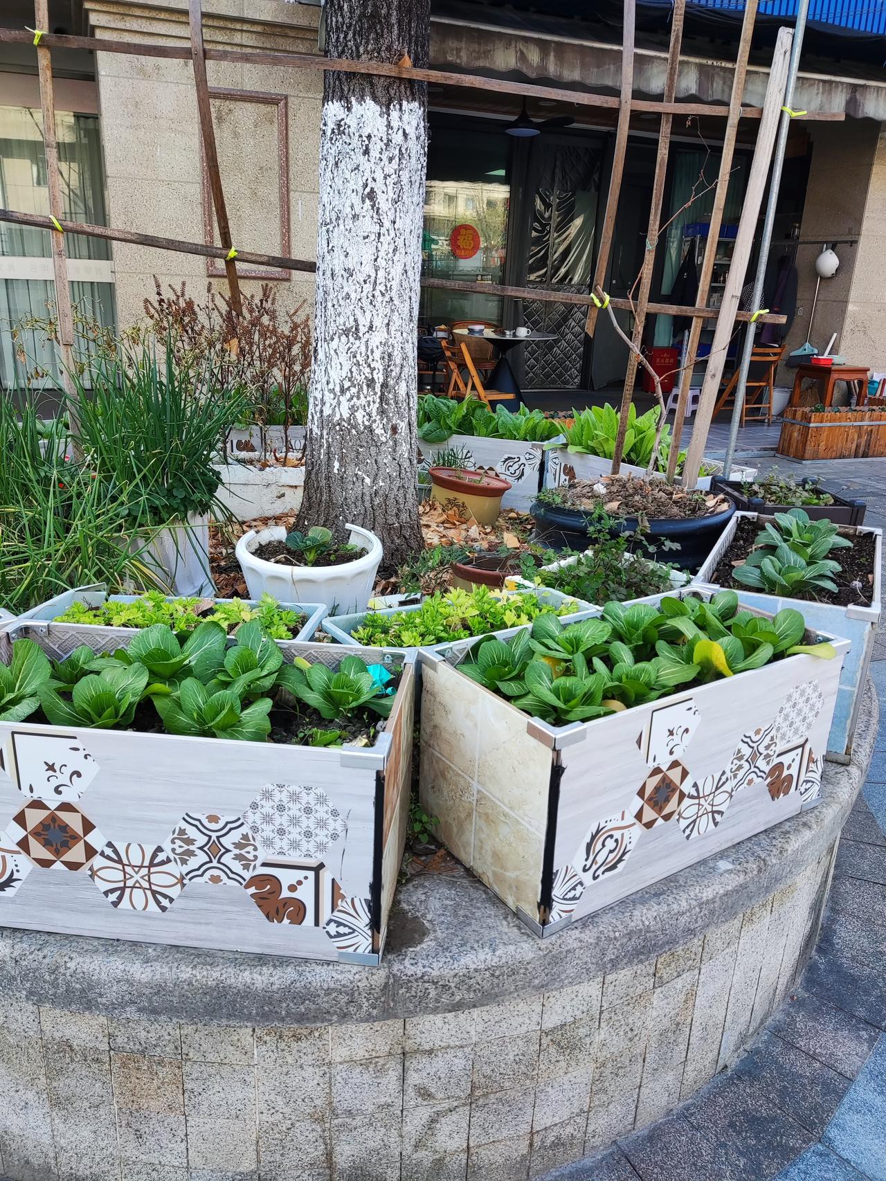 小区绿地种菜，究竟谁说了算？我们小区由金龙物业有限公司负责管理，物业费为每平方