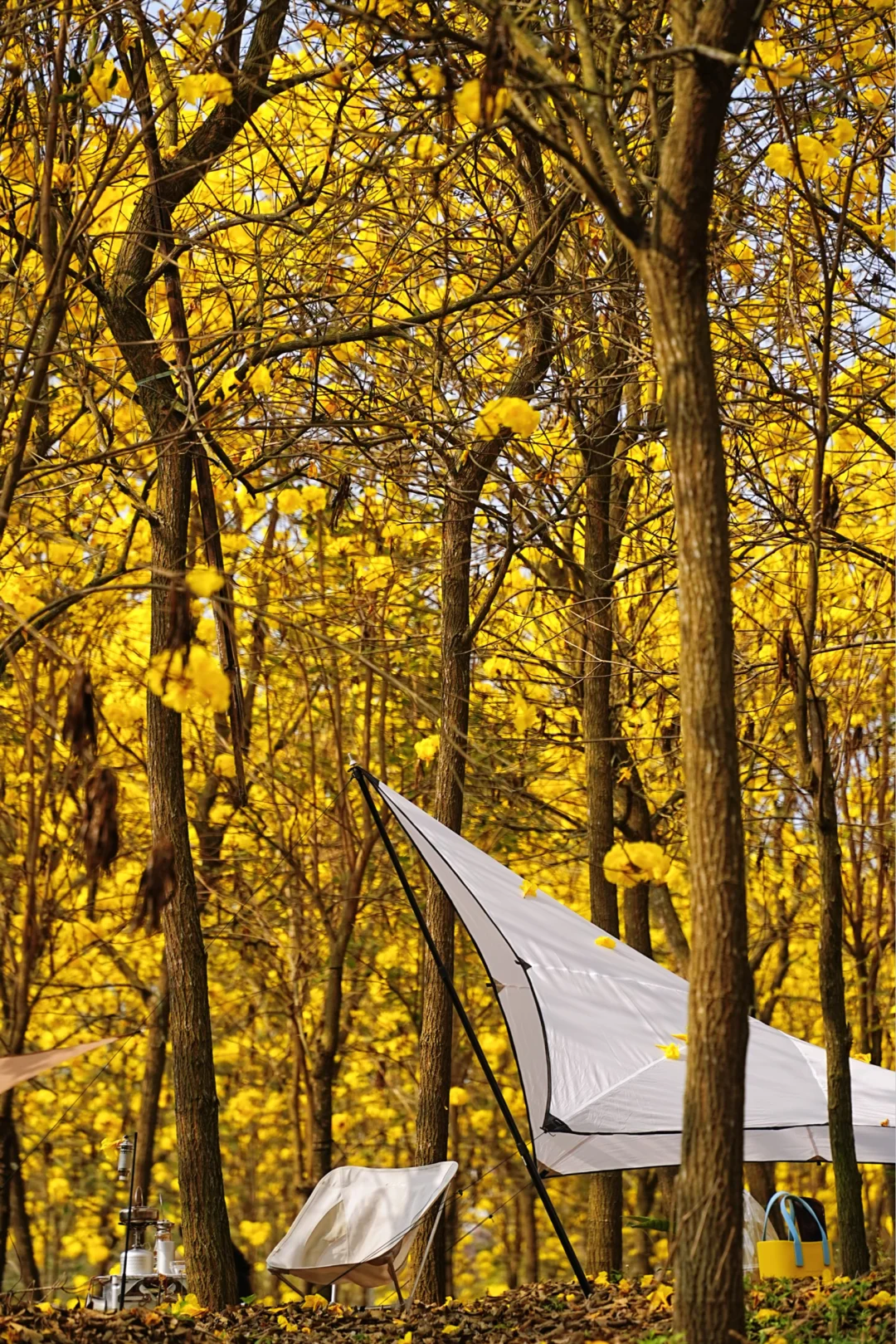 南宁市区17公里，免费车到人少！黄风铃下露营