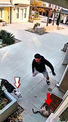 看着都替小猫捏一把汗！大狗死死盯上小猫，猫咪都被打得躺倒在地，狗子还不肯罢休，往