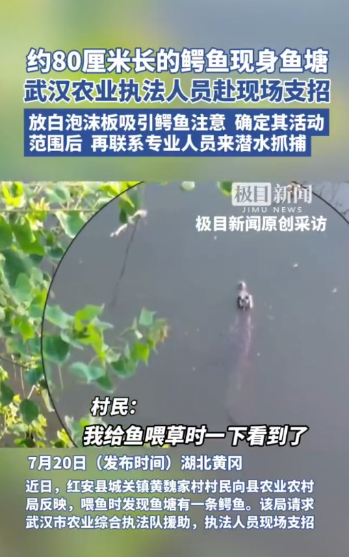 “太吓人了！”7月20日，湖北黄冈，村民割草喂鱼时，突然发现水面上飘着什么东西，