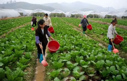 “粪水浇菜”不能吃？中科院的院士曾毅在接受采访时表示，粪水浇灌的蔬菜会对身体造成