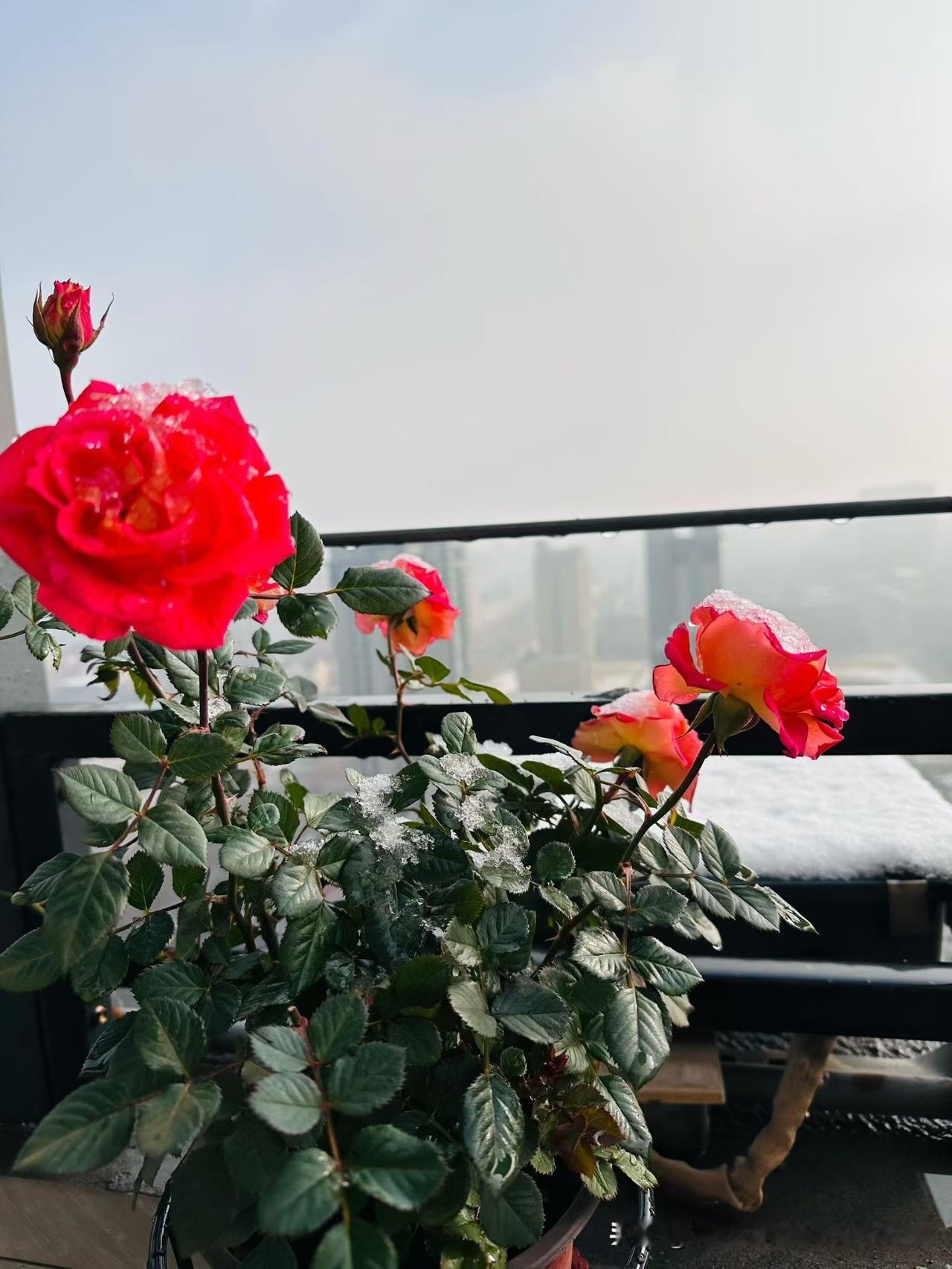 瞥见阳台的玫瑰时，愣了一下。艳红的花瓣上沾着碎雪，绿叶子也挂着冰晶，倒像是给娇艳