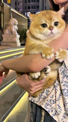 晚上小姐姐带着自家的小猫咪出门遛弯，小家伙全程黏在主人怀里，一点都不愿意自己下地