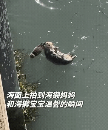 有妈的孩子是块宝​​​