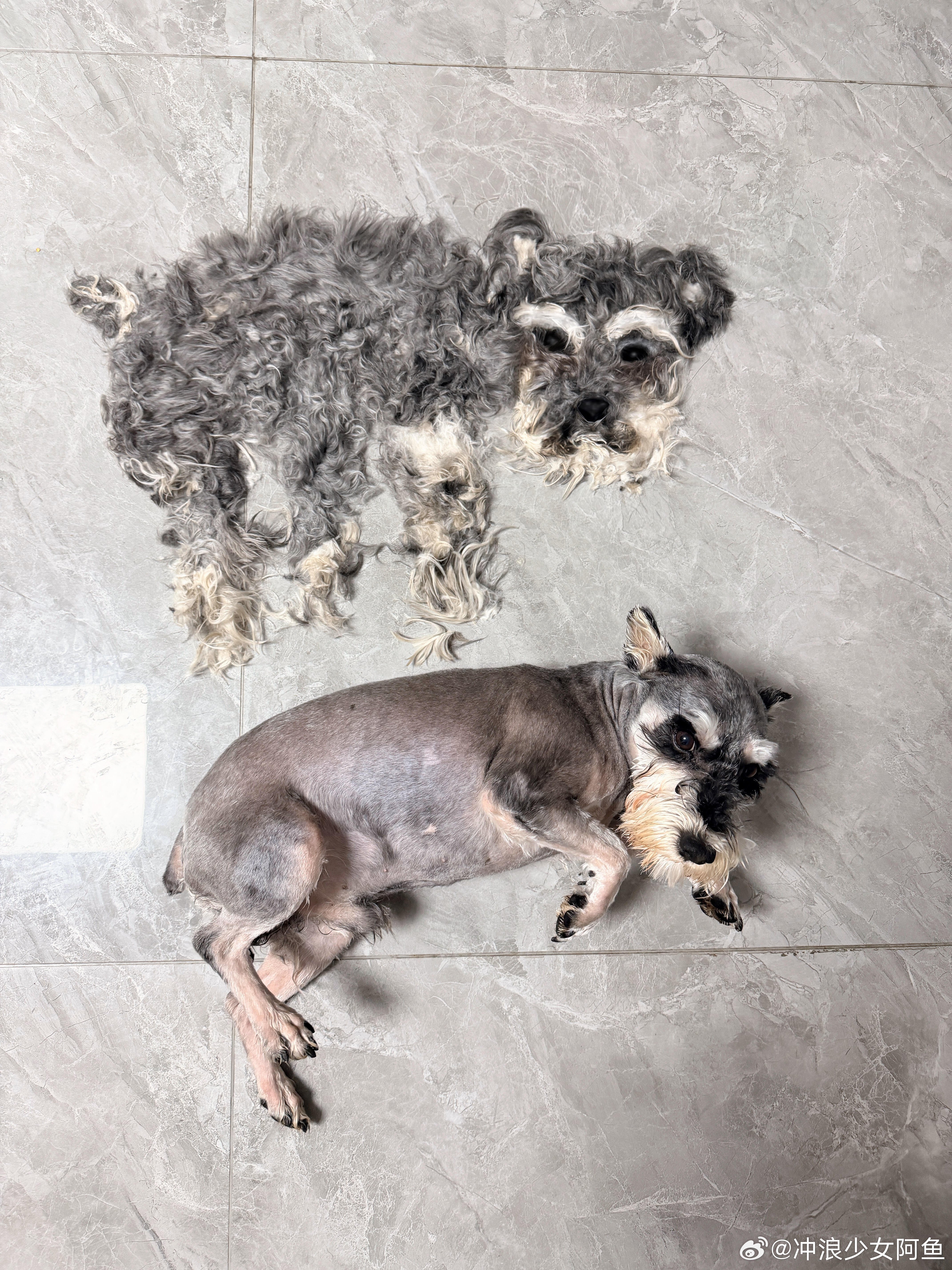 狗子咋还把衣服脱了？