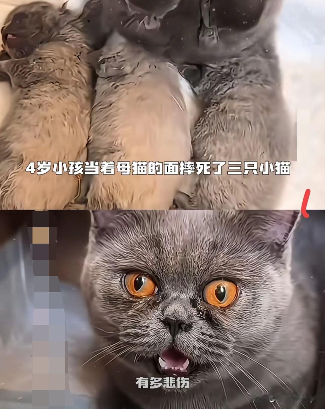 6岁男孩当面摔死幼猫，母猫流泪一幕刺痛全网！>教育缺失的代价，往往由最无辜