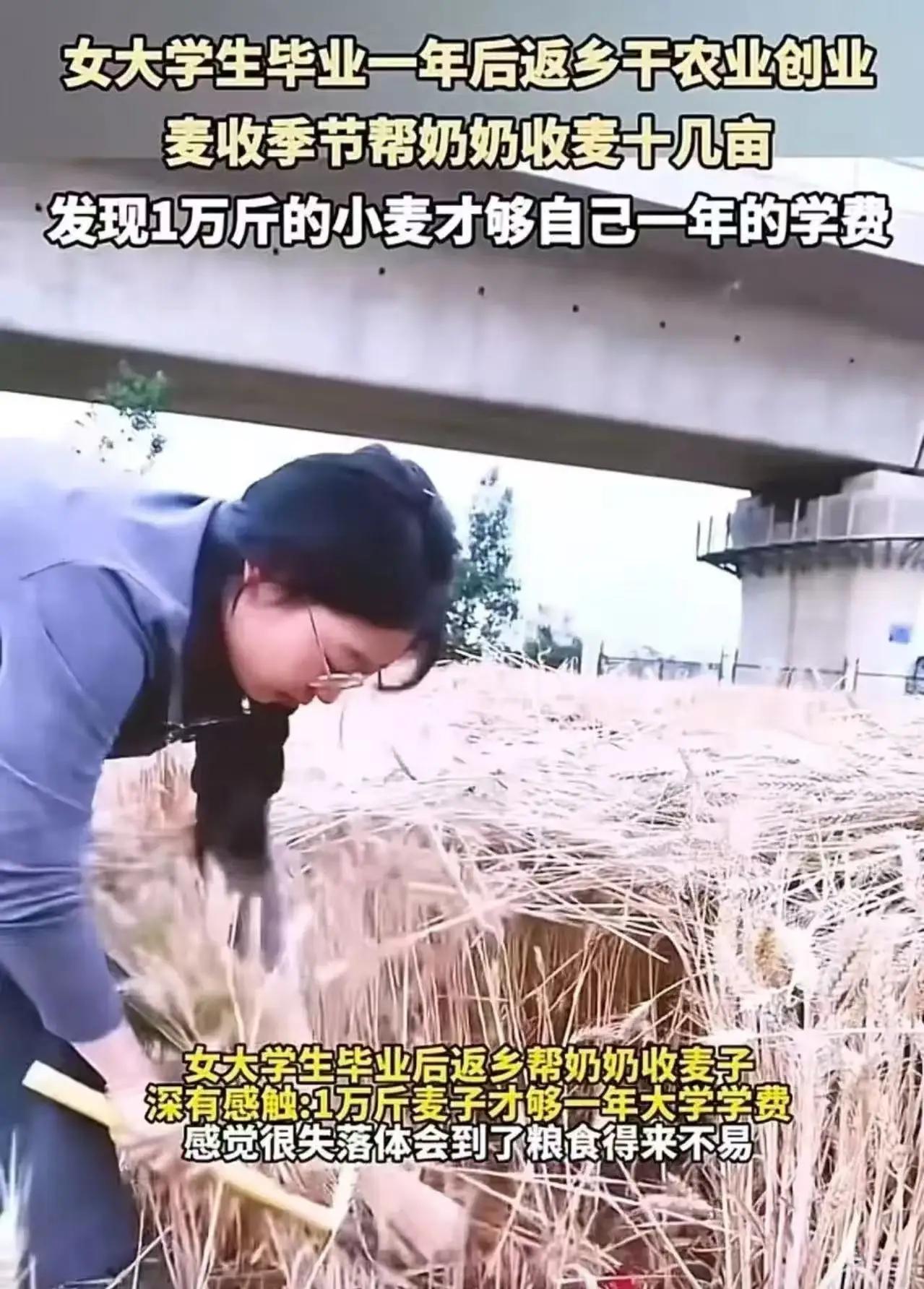 讲一个让人鼻子发酸的事！安徽阜阳icon，女大学生帮奶奶割麦子，干着干着跪地哭了