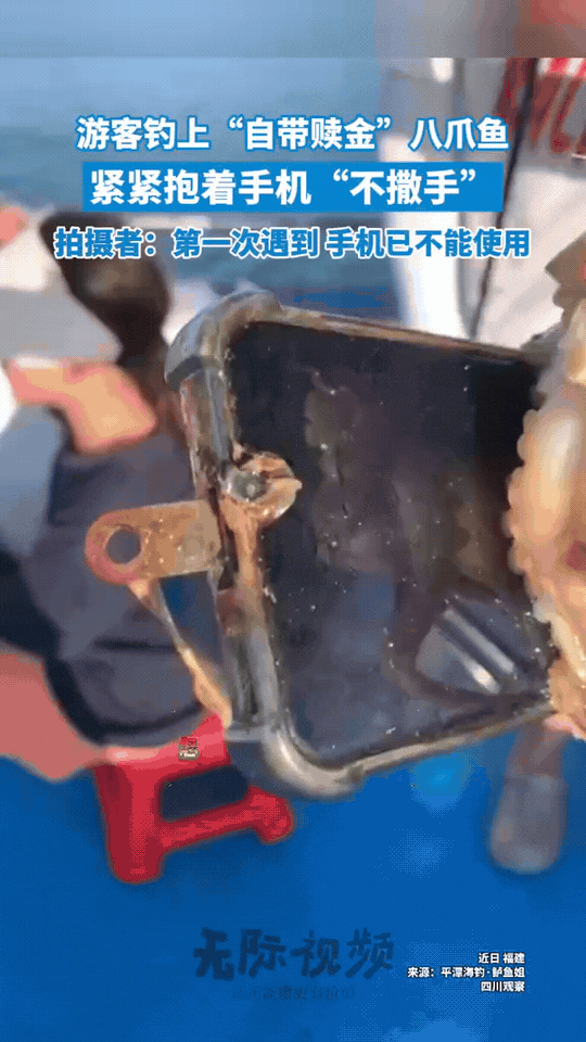 赚大发了！福建，一游客在海边钓鱼，刚开始拉鱼竿感觉好沉，满心欢喜以为钓了一条大鱼