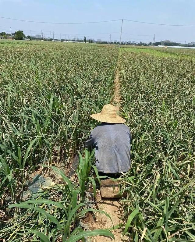 中国粮食价格为什么这么低？说白了是国家在帮老百姓“保命”，要是粮食价格像国际市场