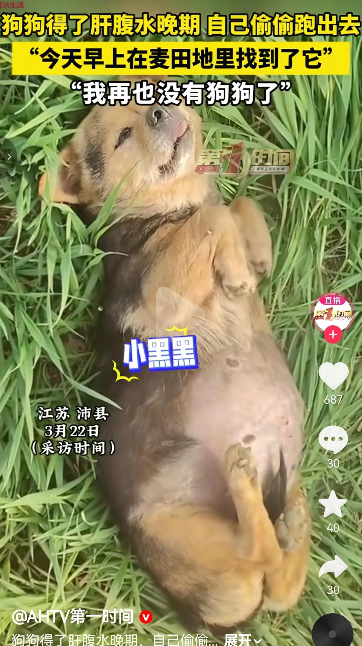 养了8年的土狗查出肝腹水晚期，它竟偷偷躲进麦田等死！主人崩溃：我再也没有狗狗了！