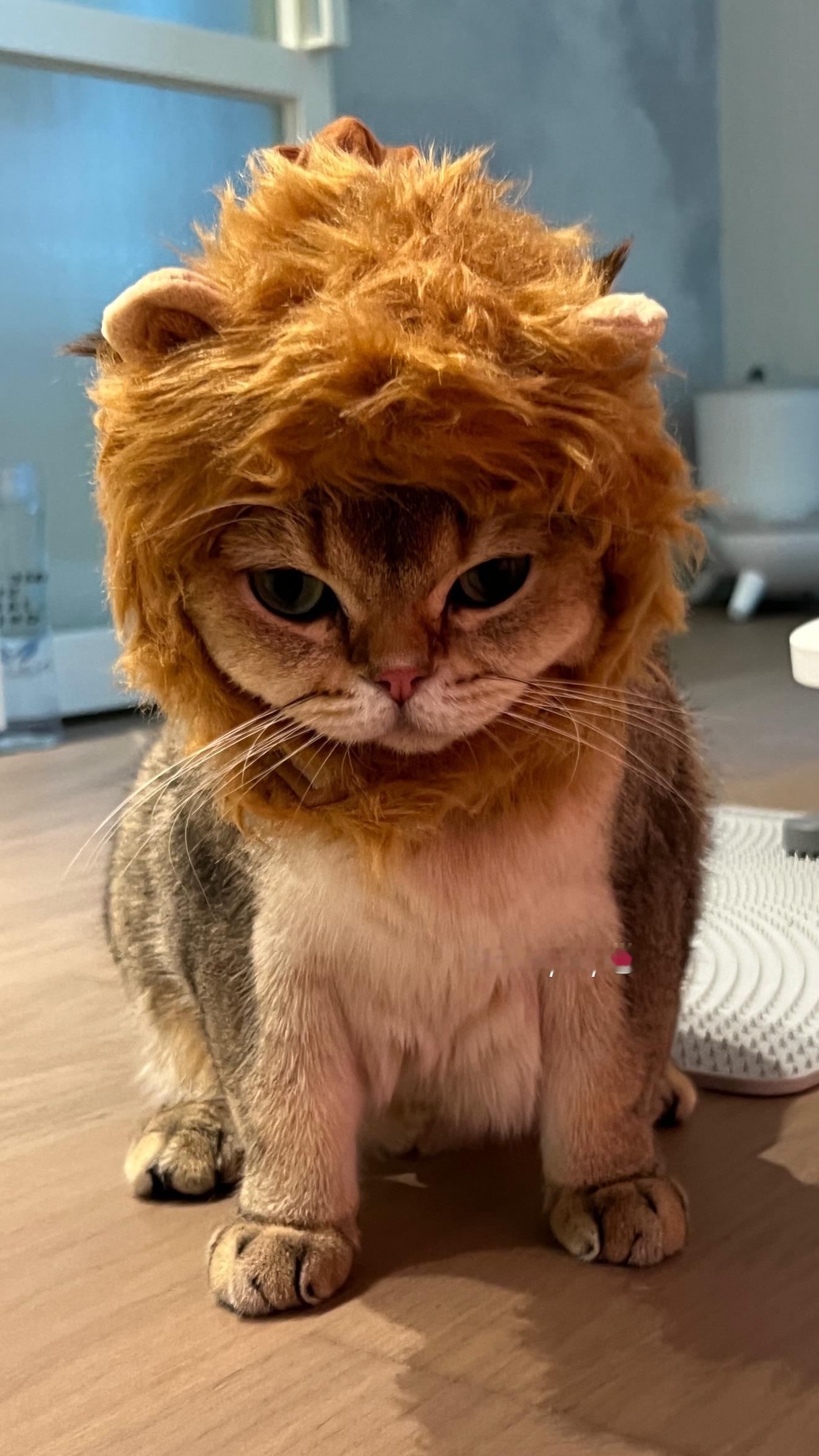 Lalala狮子家族🦁