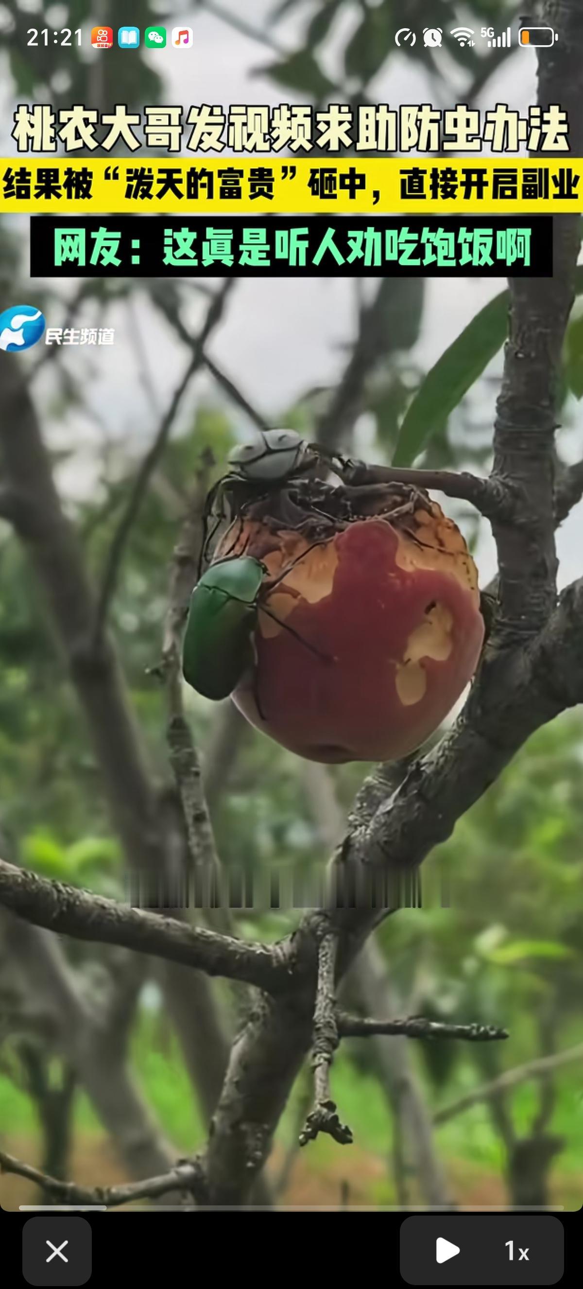 种桃大哥向网友求助如何把自家桃子上的甲虫解决掉，结果网友直接告诉他有只甲虫是极品