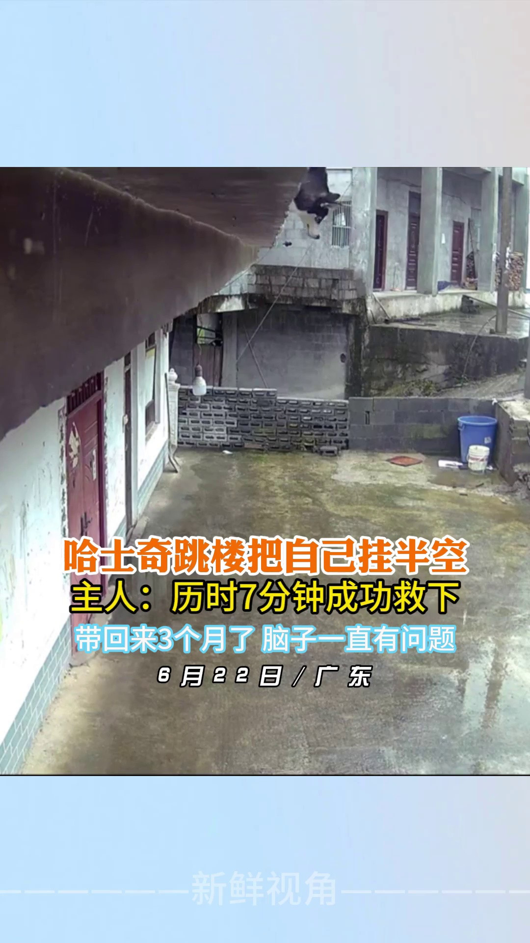 哈士奇跳楼把自己挂半空主人：历时7分钟成功救下