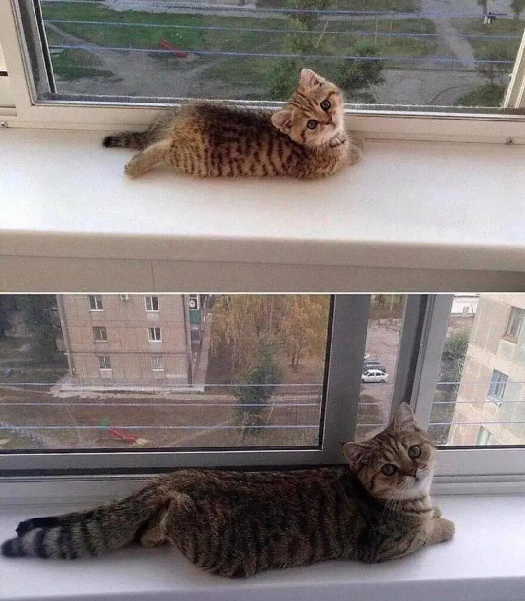 猫咪小时候和长大后，变了又没变。