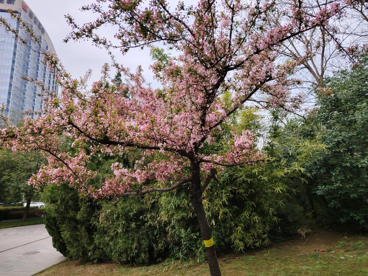 招聘制度招校长，三年一聘一换岗。你方唱罢我登场，换汤也要换药方。前任制定