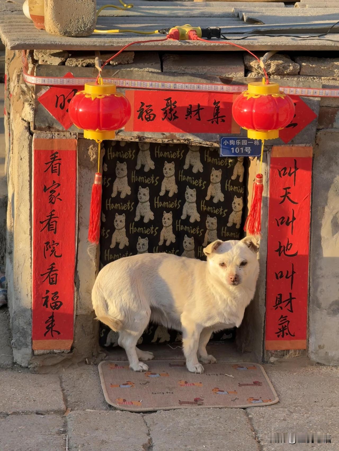 小狗也来过年啦，简简单单的春联，仪式感直接拉满！专属小狗乐园101号，看